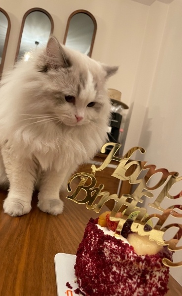 Ragdoll, Kedi  Leo fotoğrafı