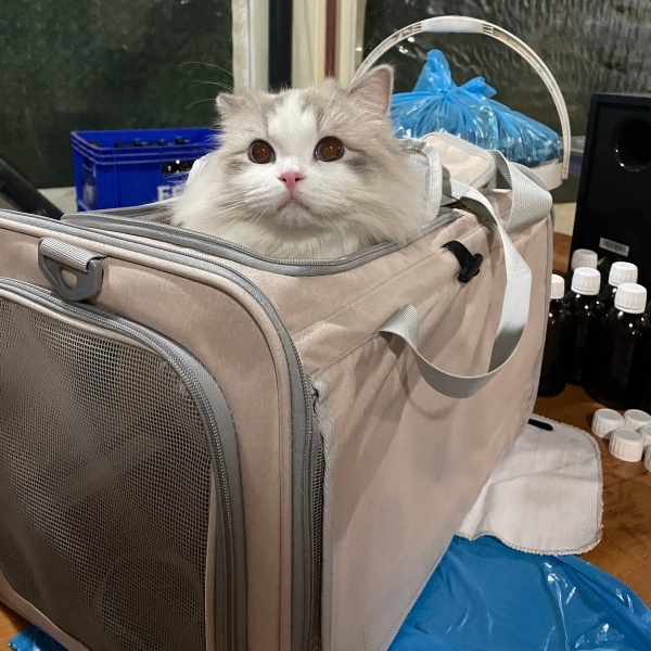 Ragdoll, Kedi  Leo fotoğrafı