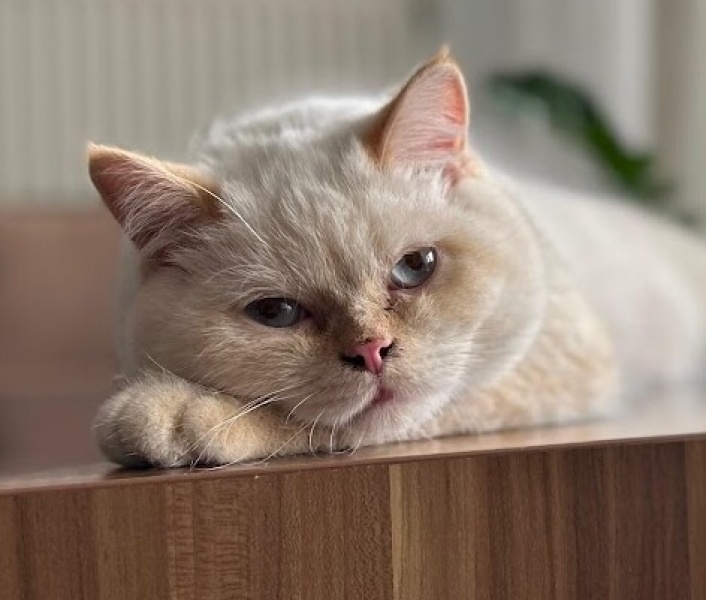 British Shorthair, Kedi  Mochi fotoğrafı
