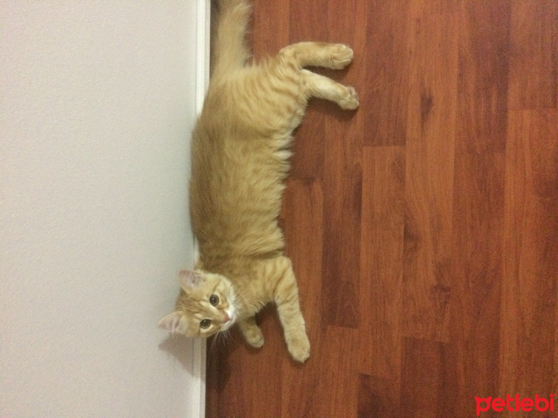 Tekir Kedi, Kedi  Aşkım fotoğrafı
