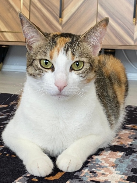 Tekir Kedi, Kedi  Süslü fotoğrafı