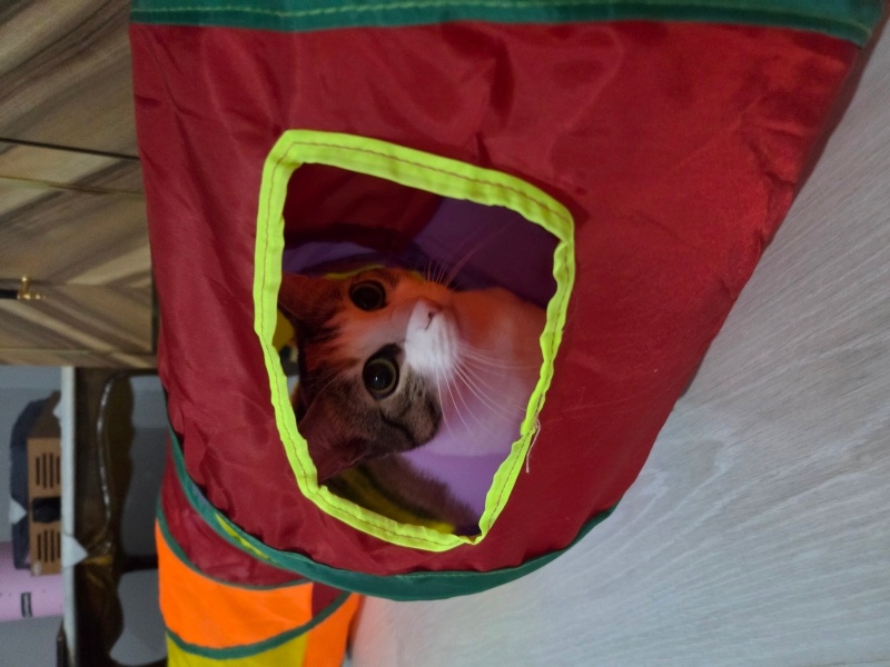 Tekir Kedi, Kedi  Süslü fotoğrafı