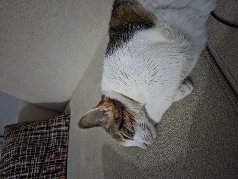 Tekir Kedi, Kedi  Süslü fotoğrafı