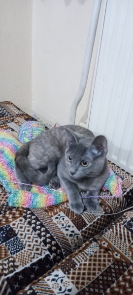 Siyam Kedisi, Kedi  Pelo fotoğrafı