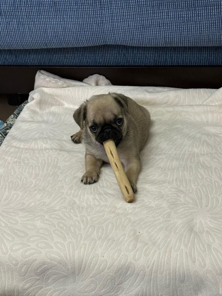 Pug, Köpek  Cookie fotoğrafı