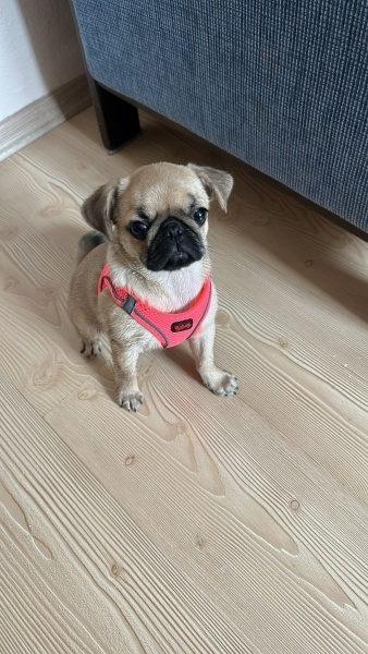 Pug, Köpek  Cookie fotoğrafı