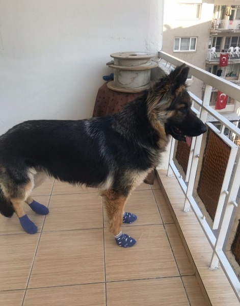 Alman Kalın Tüylü Pointer, Köpek  Coni fotoğrafı