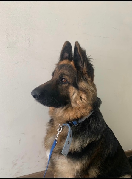 Alman Kalın Tüylü Pointer, Köpek  Coni fotoğrafı