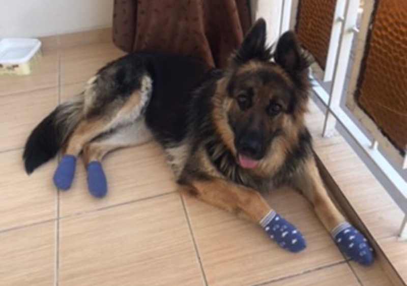 Alman Kalın Tüylü Pointer, Köpek  Coni fotoğrafı