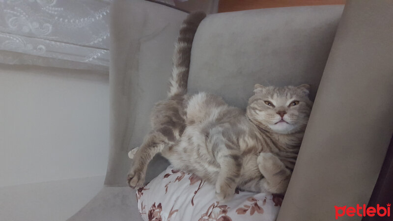 Scottish Fold, Kedi  Yumoş fotoğrafı