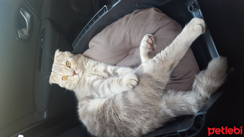 Scottish Fold, Kedi  Yumoş fotoğrafı