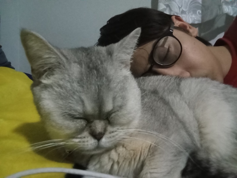 British Shorthair, Kedi  Ballı fotoğrafı