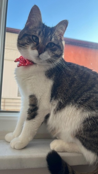 Tekir Kedi, Kedi  Yıldız fotoğrafı