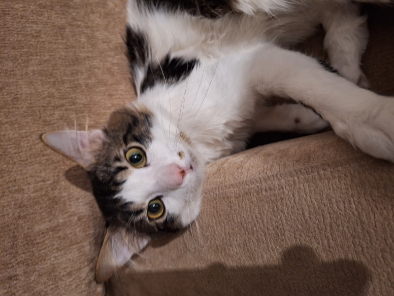 Tekir Kedi, Kedi  Mars fotoğrafı