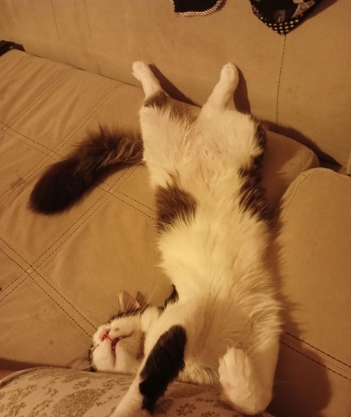 Tekir Kedi, Kedi  Mars fotoğrafı