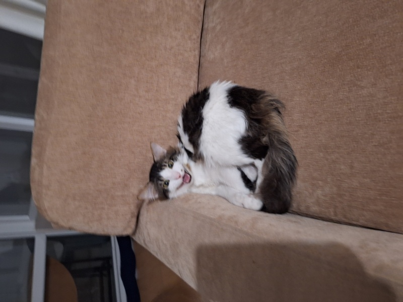 Tekir Kedi, Kedi  Mars fotoğrafı