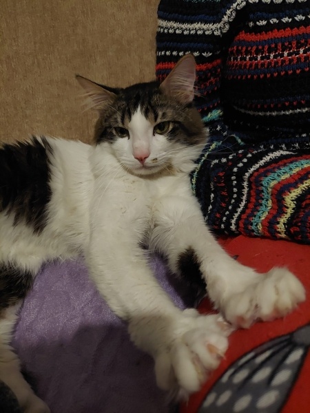 Tekir Kedi, Kedi  Mars fotoğrafı