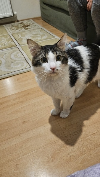 Tekir Kedi, Kedi  Mars fotoğrafı