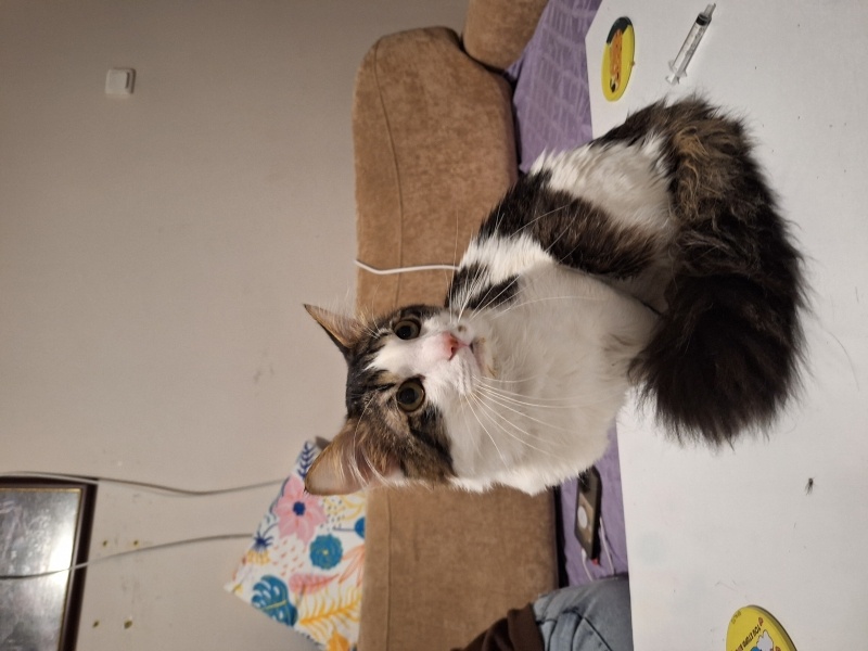 Tekir Kedi, Kedi  Mars fotoğrafı