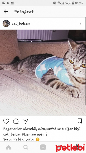 British Shorthair, Kedi  Balcan fotoğrafı
