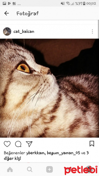 British Shorthair, Kedi  Balcan fotoğrafı