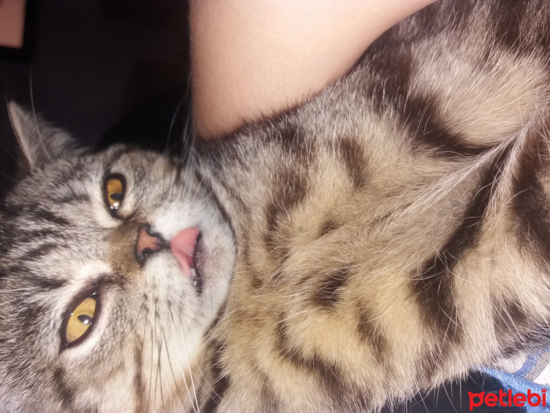 British Shorthair, Kedi  Balcan fotoğrafı