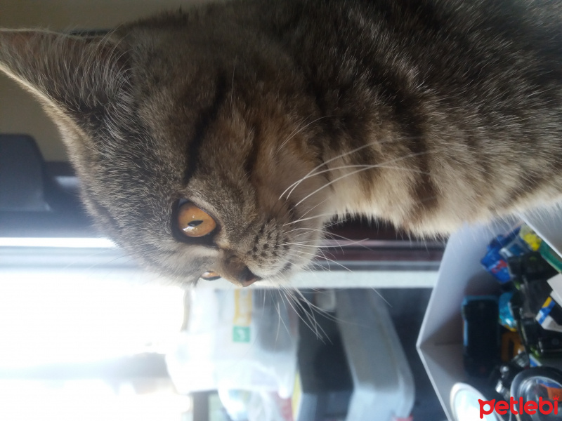 British Shorthair, Kedi  Balcan fotoğrafı