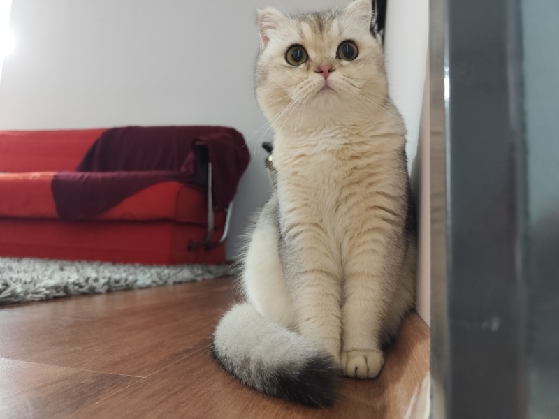 Scottish Fold, Kedi  Bibi fotoğrafı