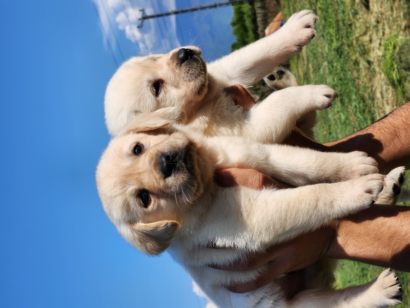 Labrador Retriever, Köpek  A KALİTE LABRADOR fotoğrafı