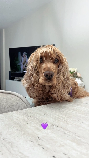 Amerikan Cocker Spaniel, Köpek  Milka fotoğrafı