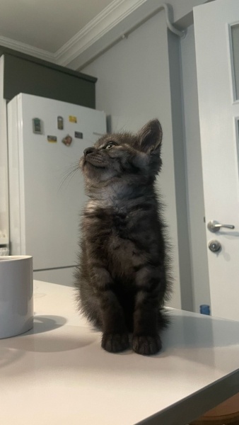 Tekir Kedi, Kedi  Rambo fotoğrafı