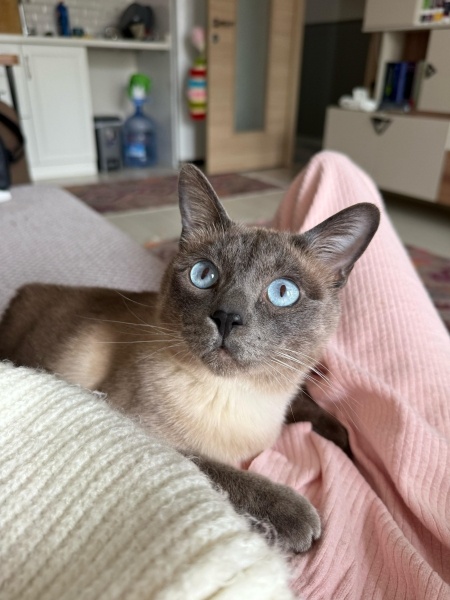 Siyam Kedisi, Kedi  Şans fotoğrafı