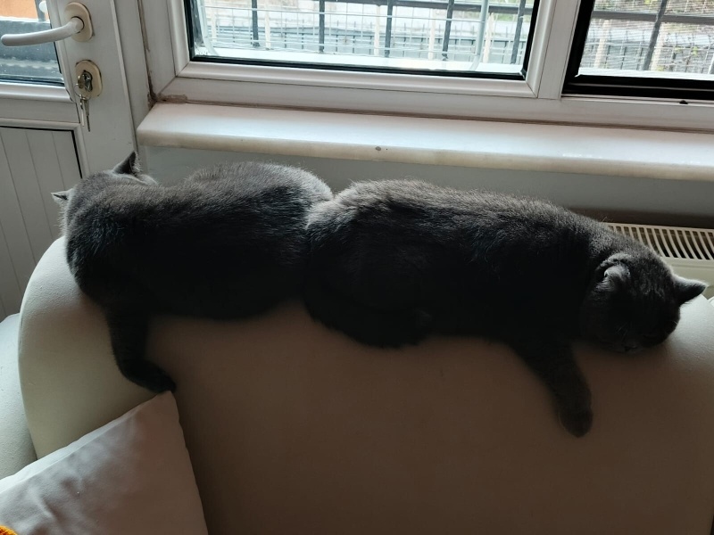 British Shorthair, Kedi  Kahraman dost müezza fotoğrafı