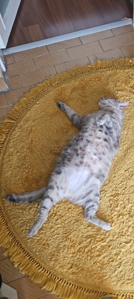 Tekir Kedi, Kedi  Şurup fotoğrafı