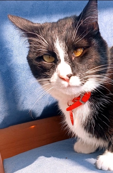 Tuxedo (Smokin) Kedi, Kedi  Şanslı fotoğrafı