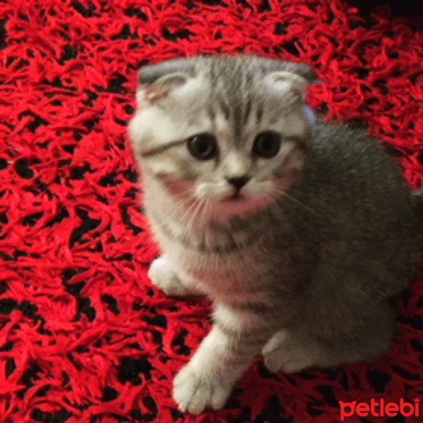 Scottish Fold, Kedi  Sherlock fotoğrafı