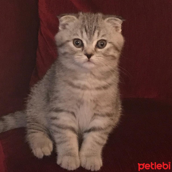Scottish Fold, Kedi  Sherlock fotoğrafı