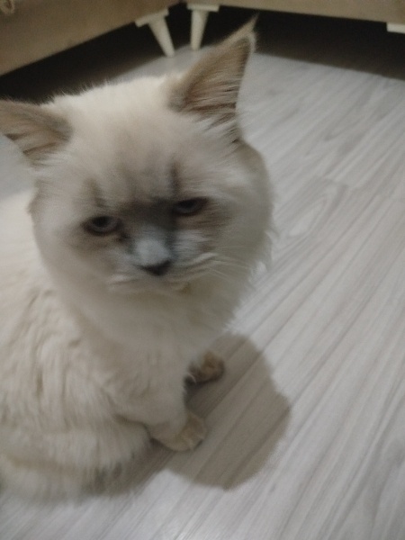 British Shorthair, Kedi  Bulut fotoğrafı