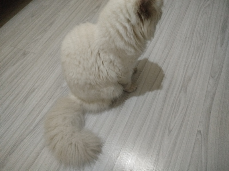 British Shorthair, Kedi  Bulut fotoğrafı
