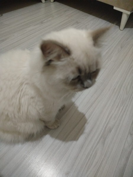 British Shorthair, Kedi  Bulut fotoğrafı