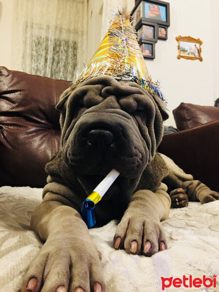 Çin Shar Pei, Köpek  Merlin fotoğrafı