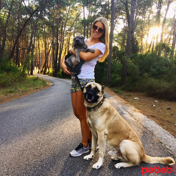 Çin Shar Pei, Köpek  Merlin fotoğrafı