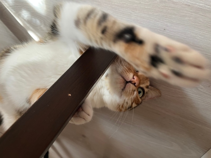 Tekir Kedi, Kedi  Karamel fotoğrafı