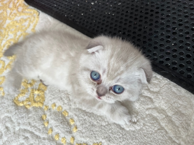Scottish Fold, Kedi  Yok fotoğrafı