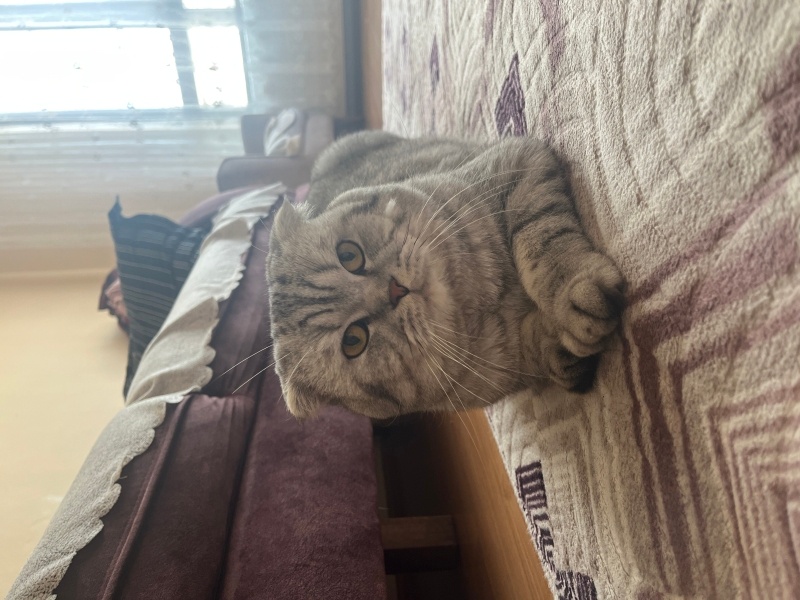 Scottish Fold, Kedi  Duman fotoğrafı