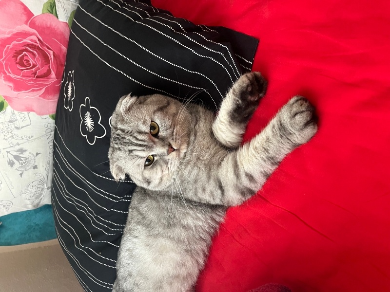 Scottish Fold, Kedi  Duman fotoğrafı