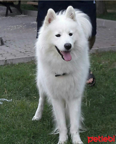 Samoyed, Köpek  dali fotoğrafı