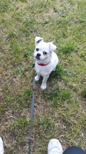 Pekingese, Köpek  Bulut fotoğrafı
