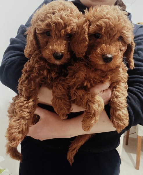 Poodle (Minyatür Kaniş), Köpek  Safkan toy poddle 4 aylık dişi yavru fotoğrafı