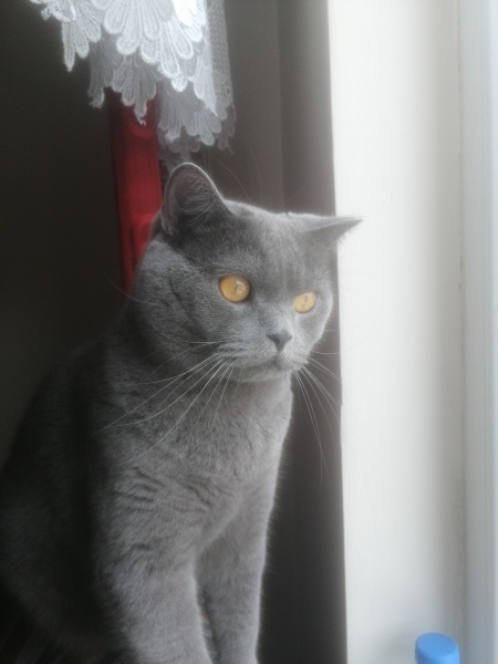 British Shorthair, Kedi  Paşa fotoğrafı